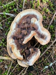 Dyeing Fiber with Mushrooms.