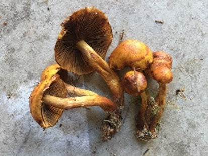 Dyeing Fiber with Mushrooms.
